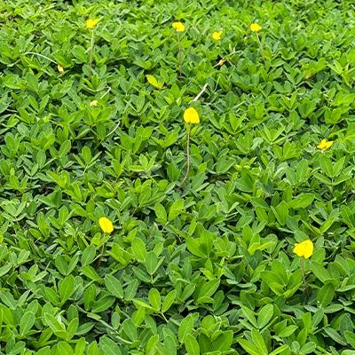 Grama amendoim forrageira em Recife