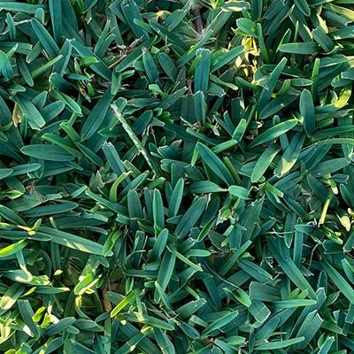 Grama azul em São Paulo