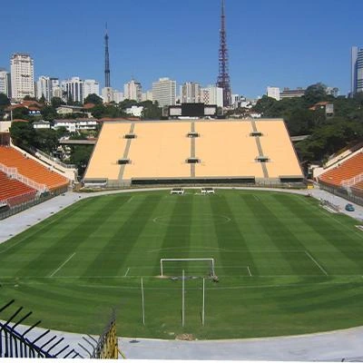 Grama bermuda tifgrand