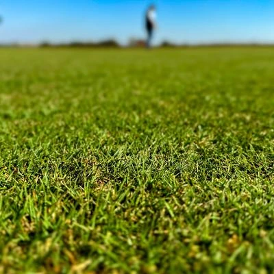 Grama ornamental para jardim em São Paulo