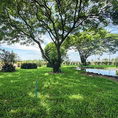 Grama para sombra em São Paulo