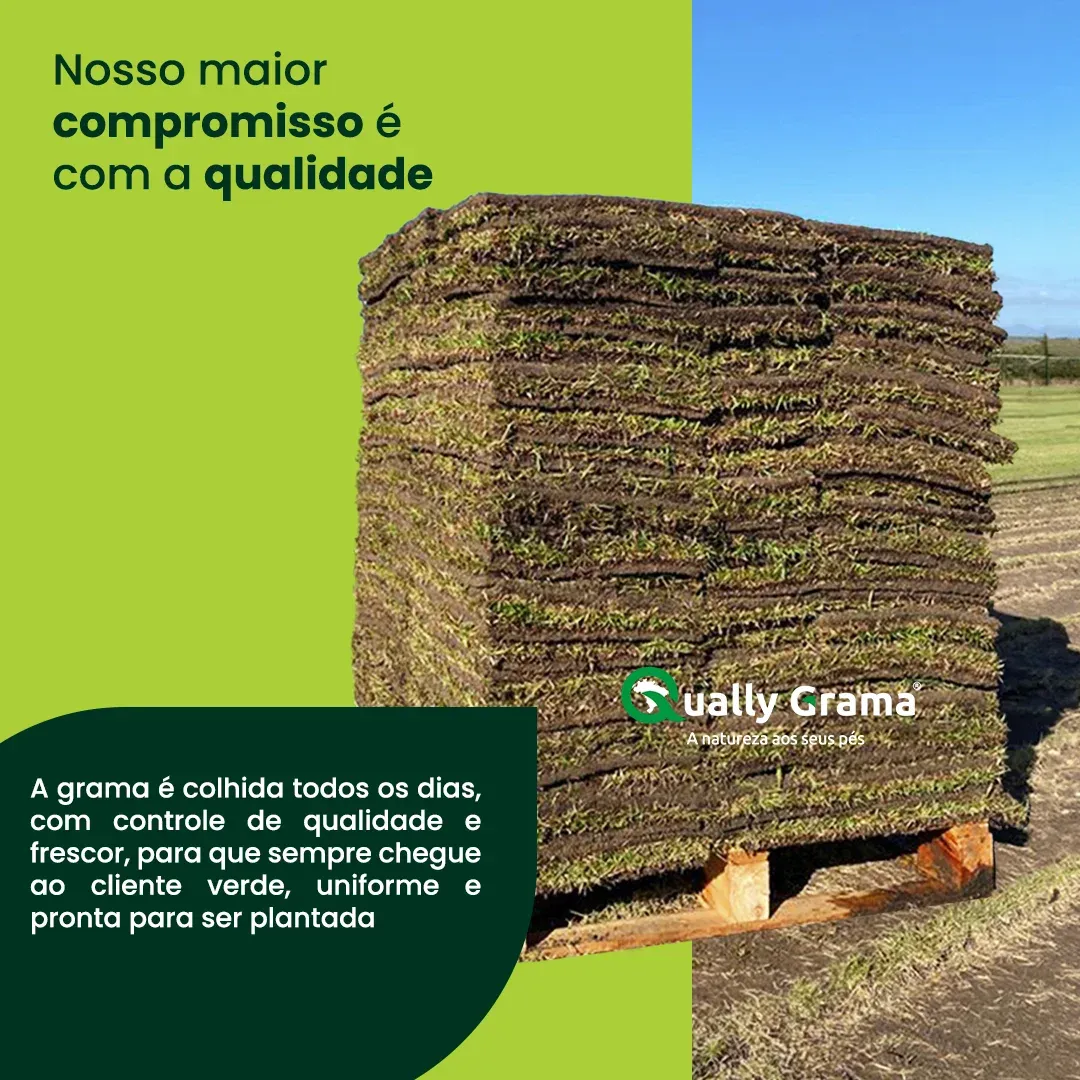 Imagem de Qually Grama